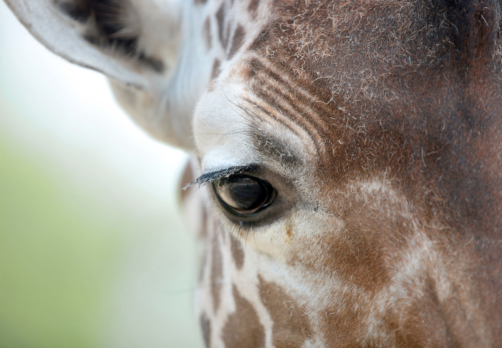 Zoo Portraits 4